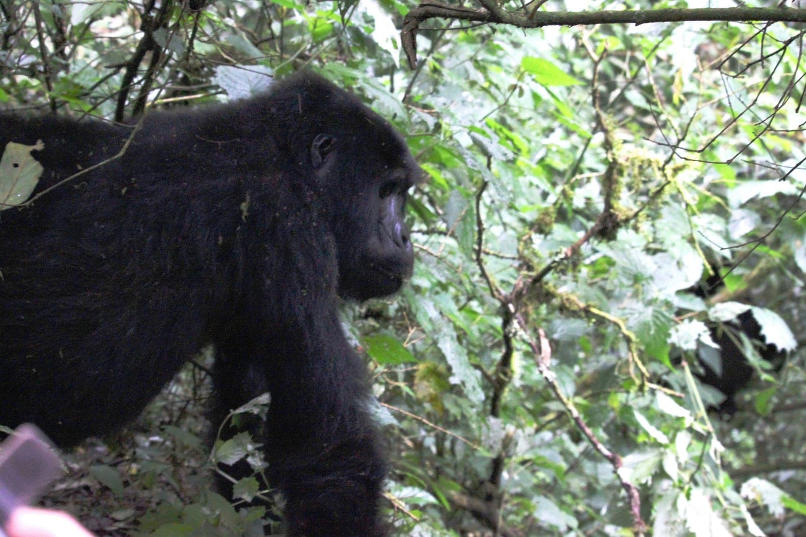 Los grandes viajes para ver fauna salvaje